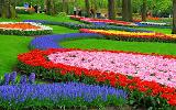 Amsterdam city tour, Canal Cruise, Keukenhof (till 20th May) Stay in Amsterdam