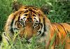 Ashoka's Tiger Trail Resort corbett tiger