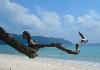 Leisure Tour@Port Blair - Havelock - Baratang